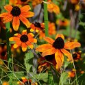 Rudbeckia triloba 'Prairie Glow' (2)